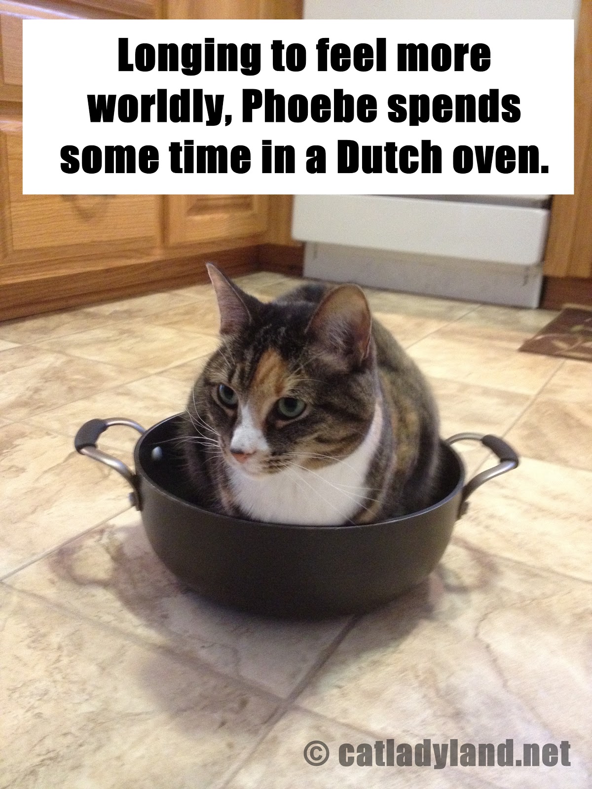 Catladyland Cats are Funny Cat Wants to be Worldly