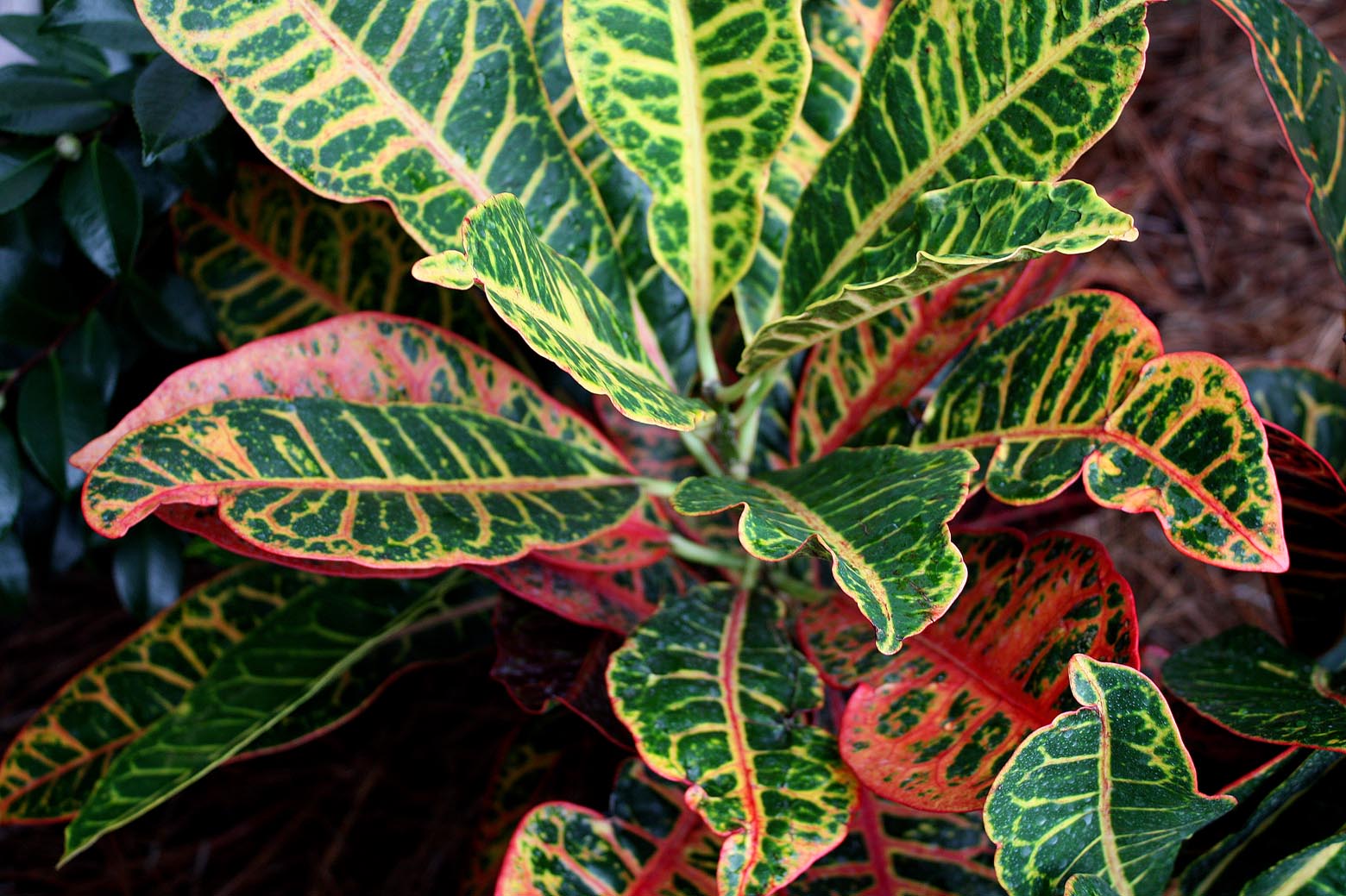 Southern Lagniappe Crotons A Blaze of Color for Fall