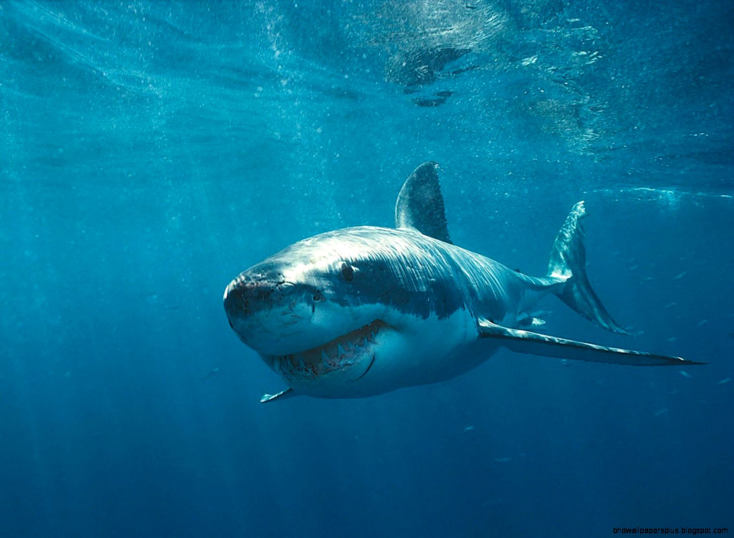 Great White Shark Wallpaper HD 1920 X 1080 Great White Shark Wallpaper HD 1920 X 1080