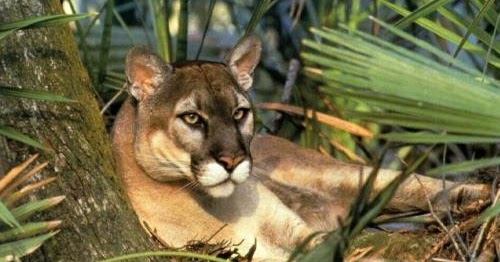 Lumea Animala Animale Salbatice