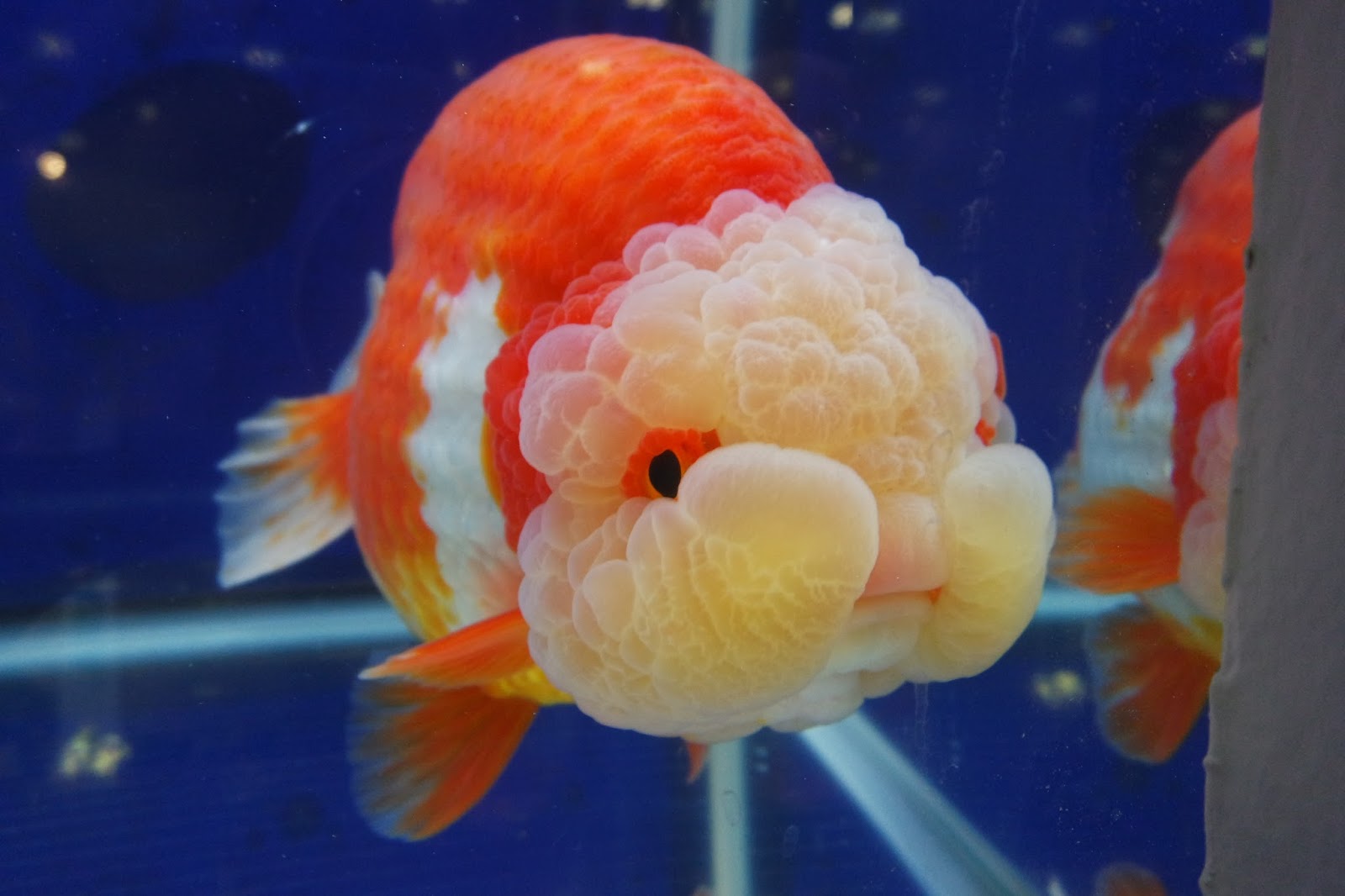 Pet Asia and Aquarama 2015 MollyMia