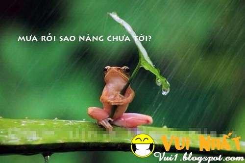 Động vật ngộ nghĩnh độc thân Động vật ngộ nghĩnh độc thân