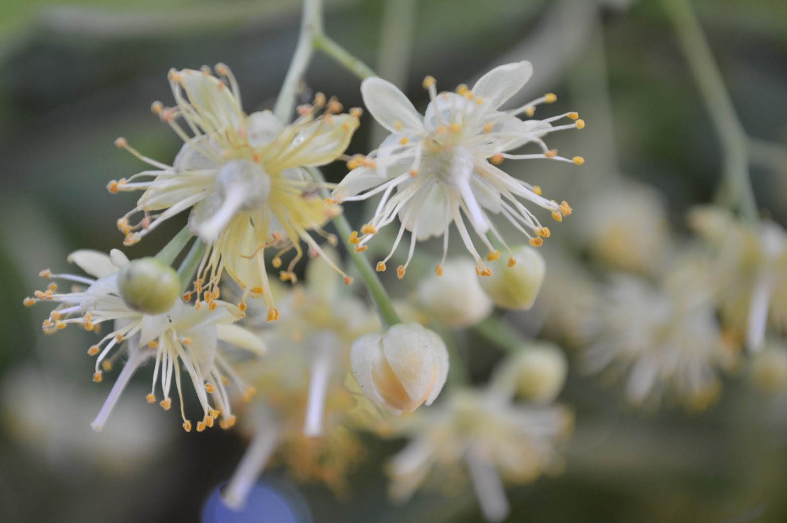 Melastoma Malabathricum Native Plants Garden
