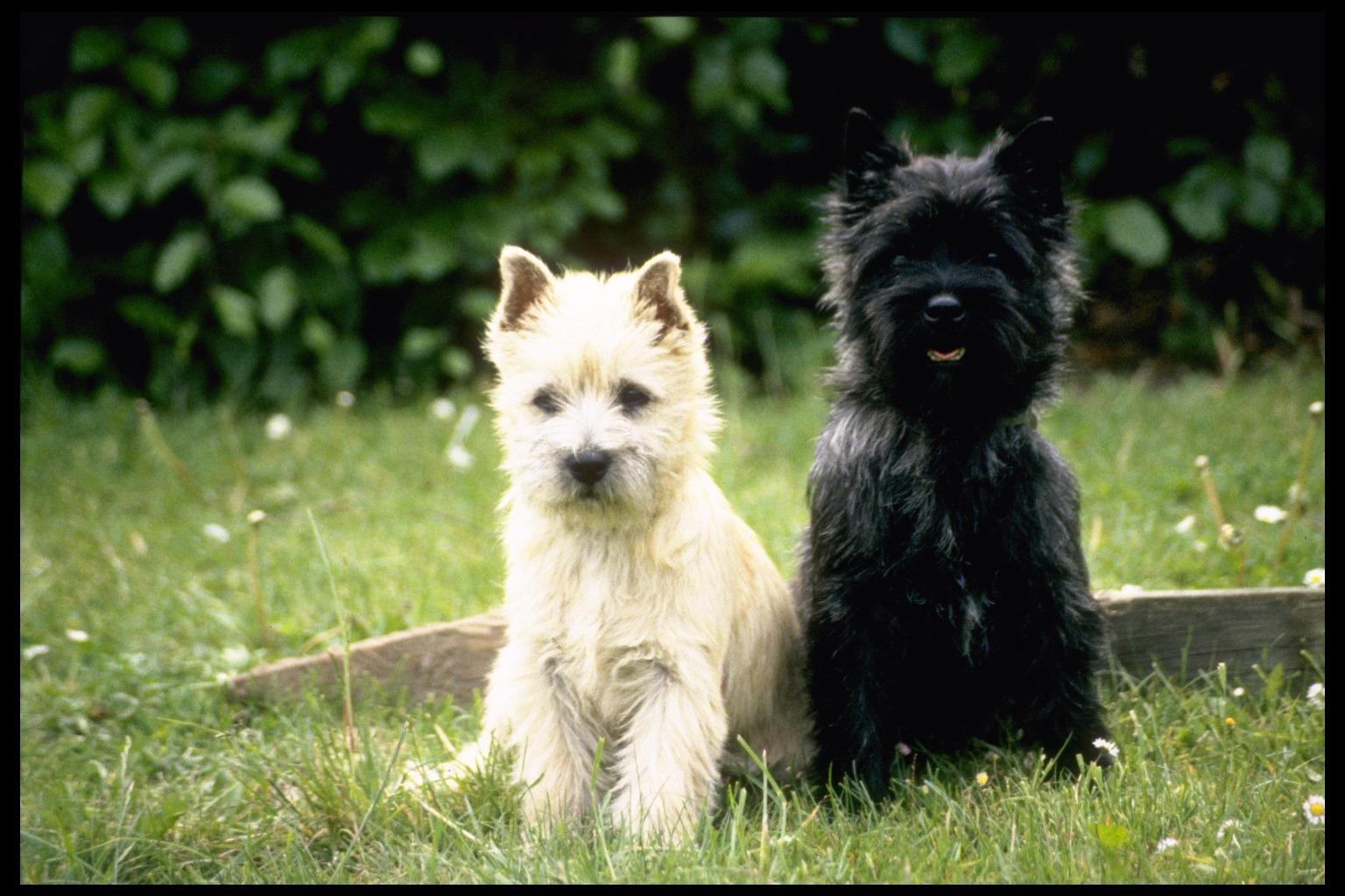 Cairn Terrier Dog Pictures Terrier Dog Breeds Pictures and Information