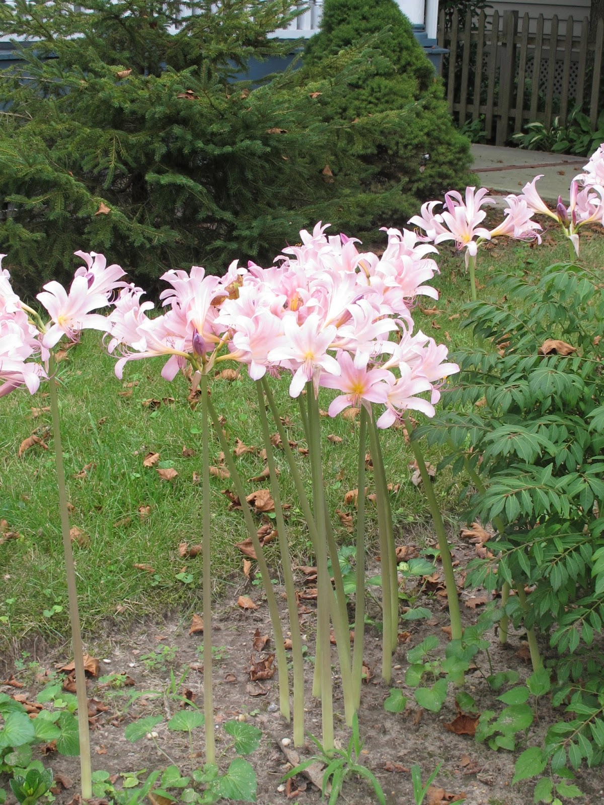 Penn State Extension Philadelphia Master Gardeners What is this plant?