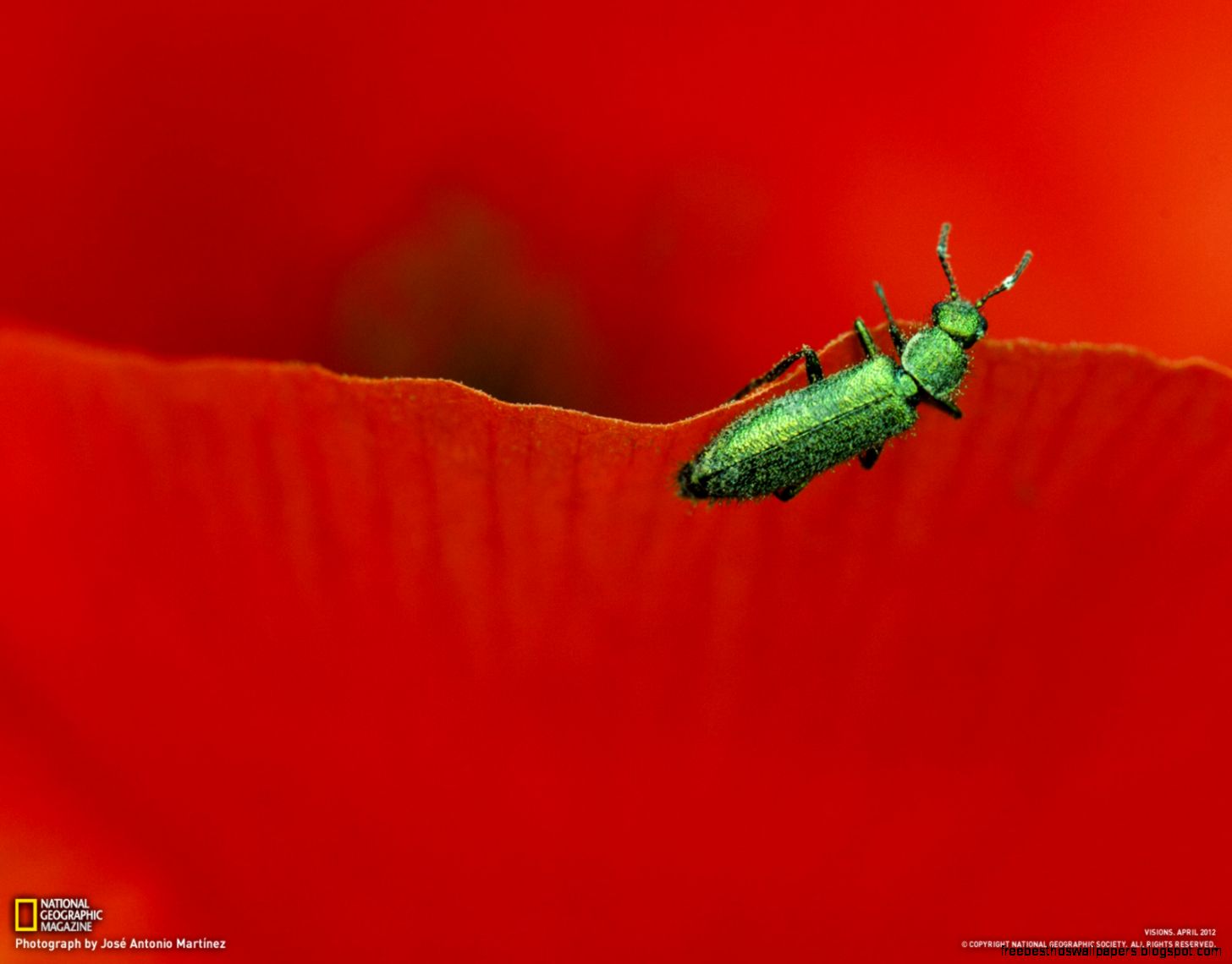 National Geographic Computer Backgrounds National Geographic Computer Backgrounds