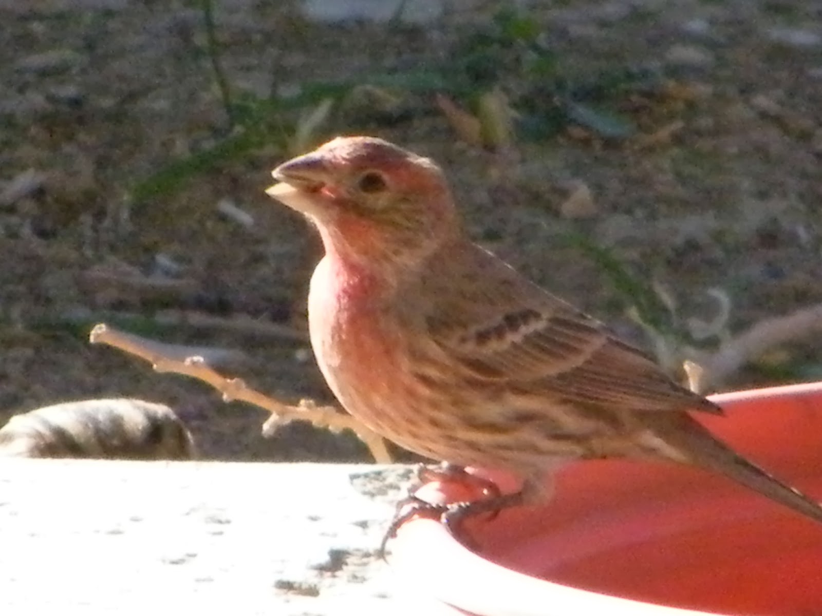 Toys and Stuff Las Vegas NV ,Birds on Patio