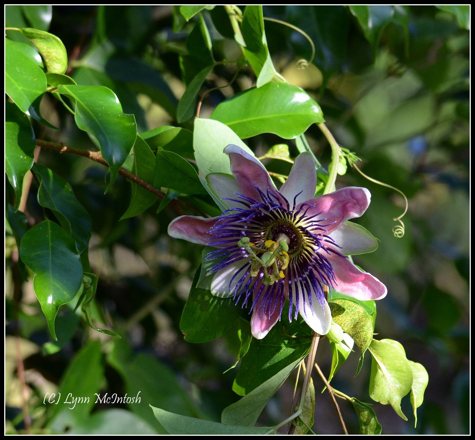 Southwest Florida Gardener Passiflora