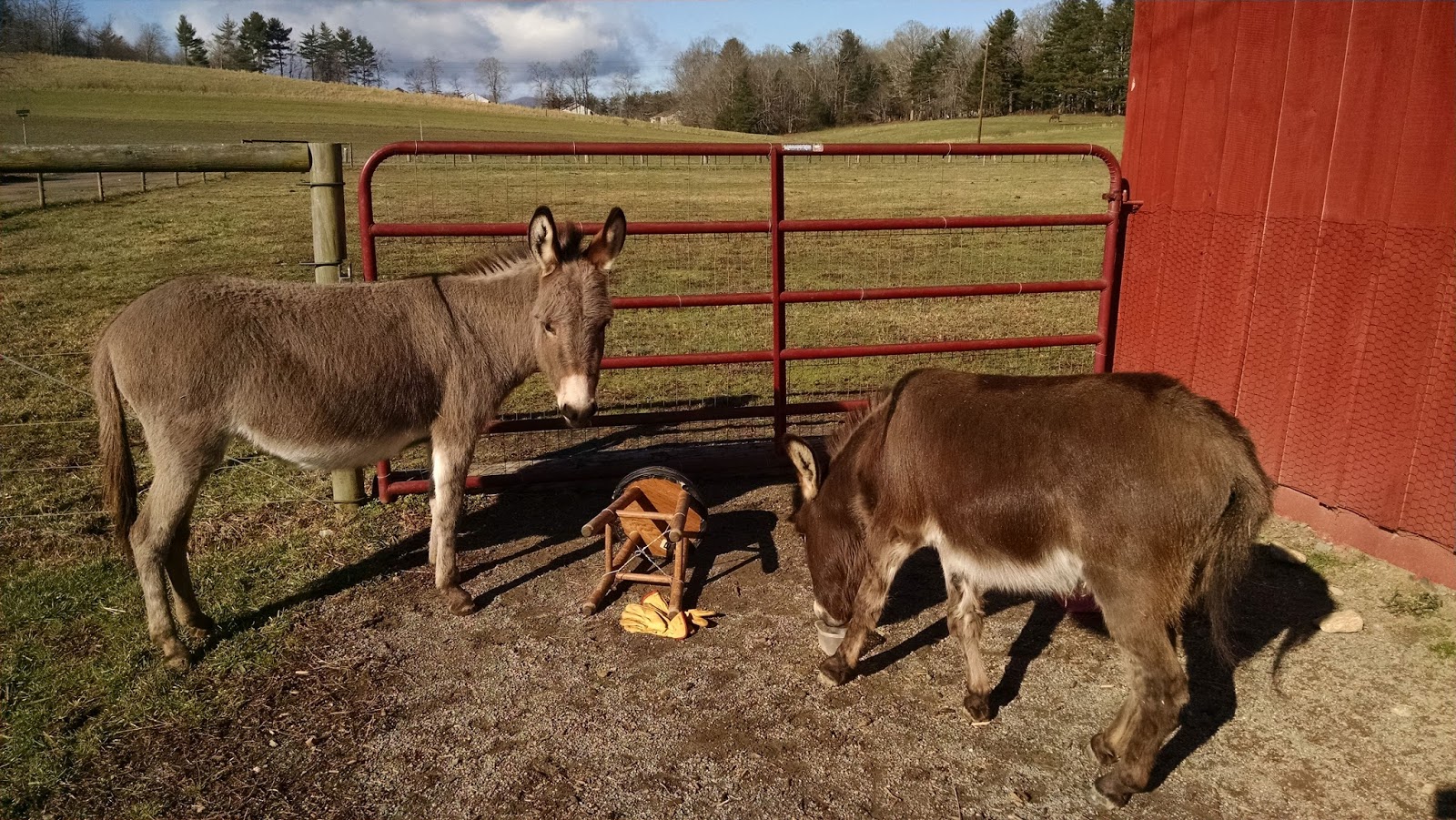 Our Tiny Farm in Western NC Pictures of Our MiniDonkeys