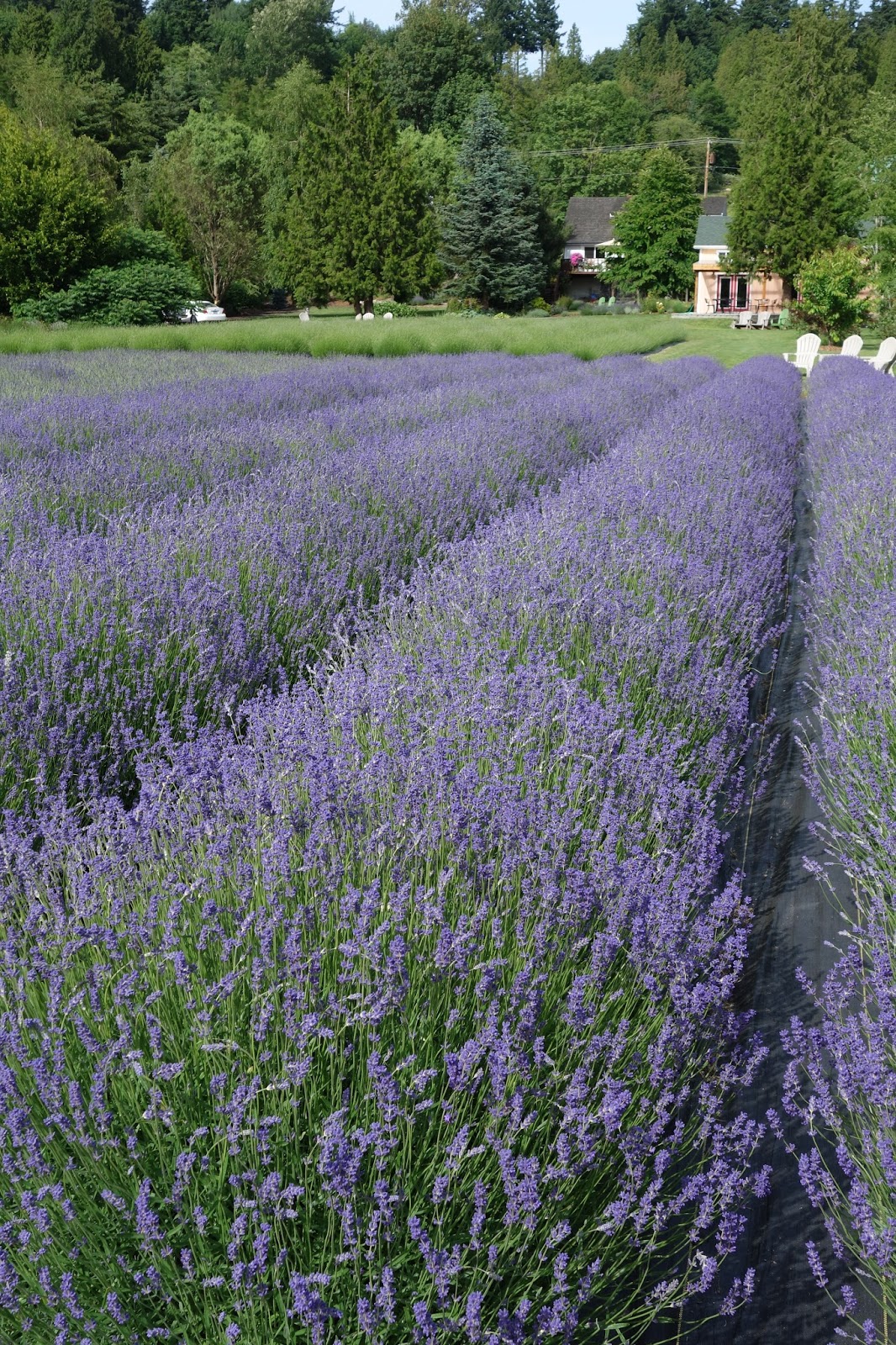 Moments of Delight...Anne Reeves Seattle Lavender Farm in Woodinville