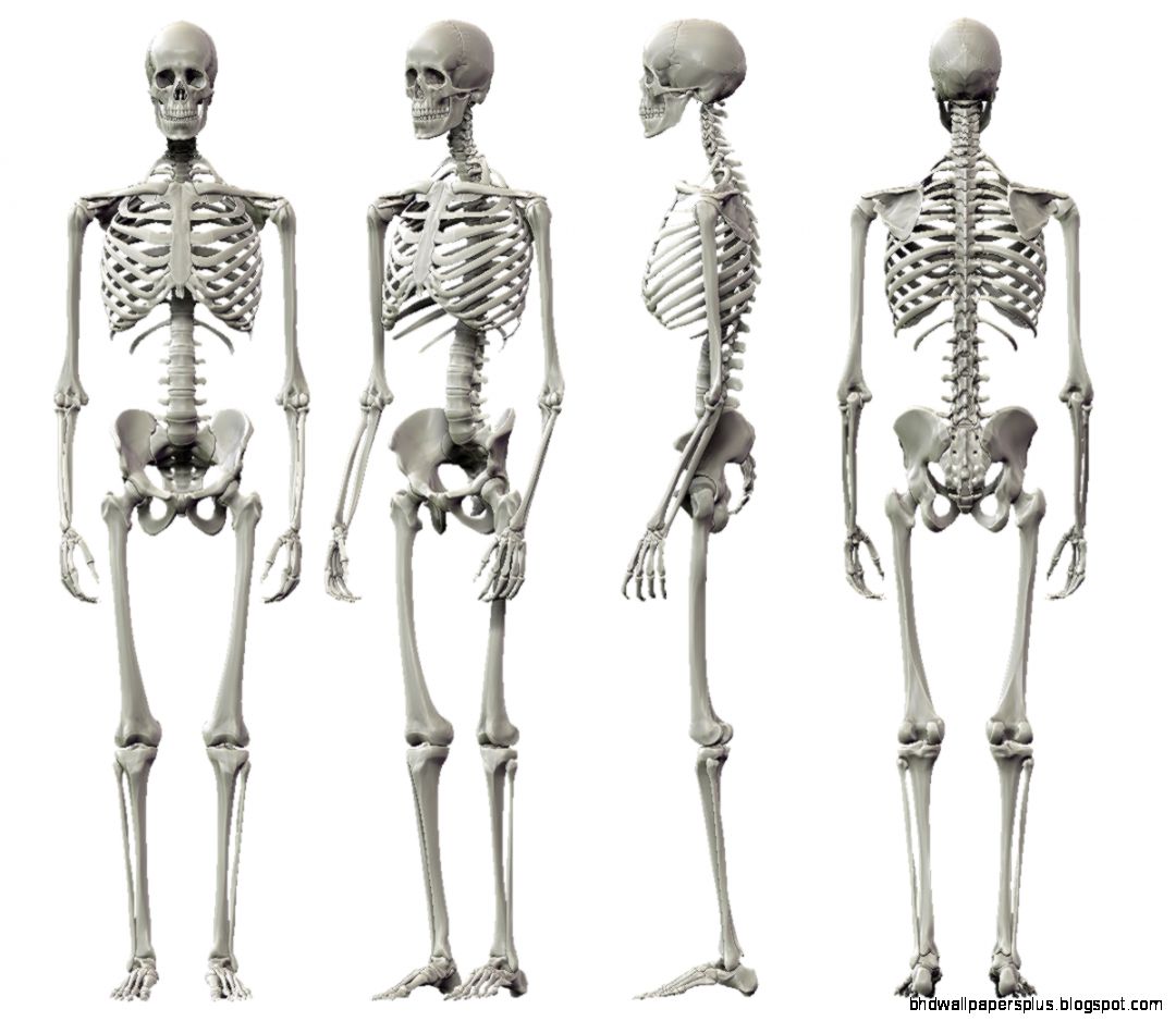 Human Skeleton Diagram Anatomy Body Blog Human Skeleton Diagram Anatomy Body Blog