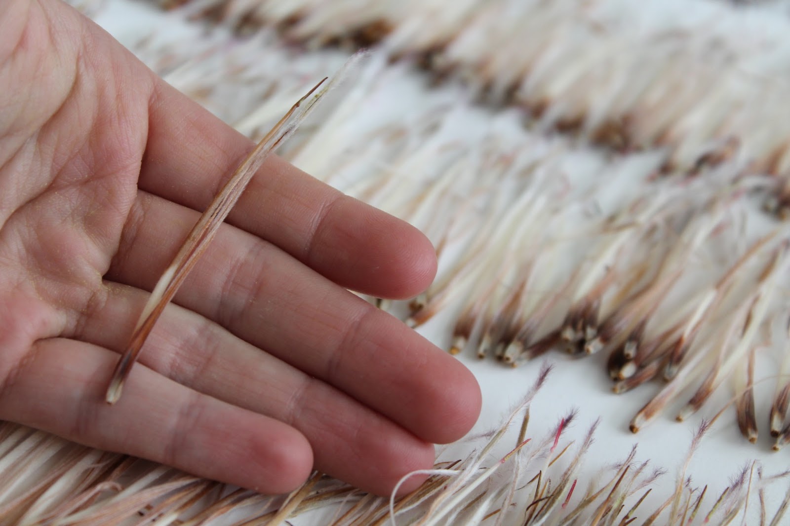 Dissecting Protea flower