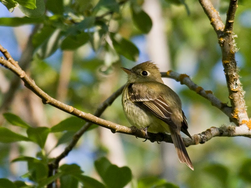 Laura Goes Birding Little Green Birds