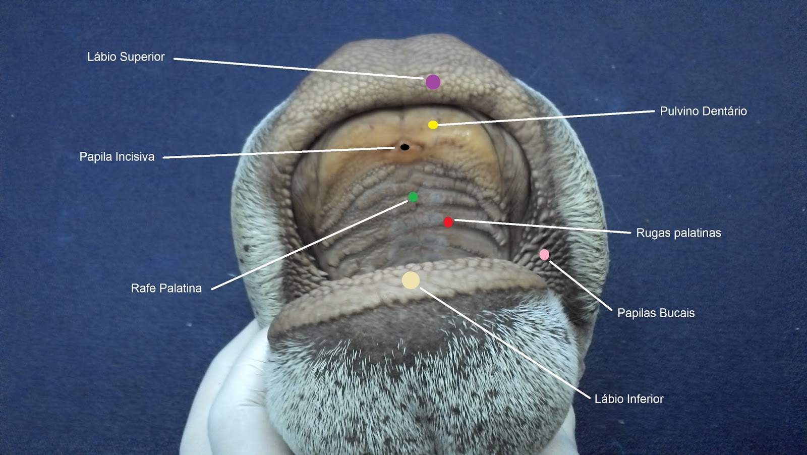 Anatomia Veterinária 2013