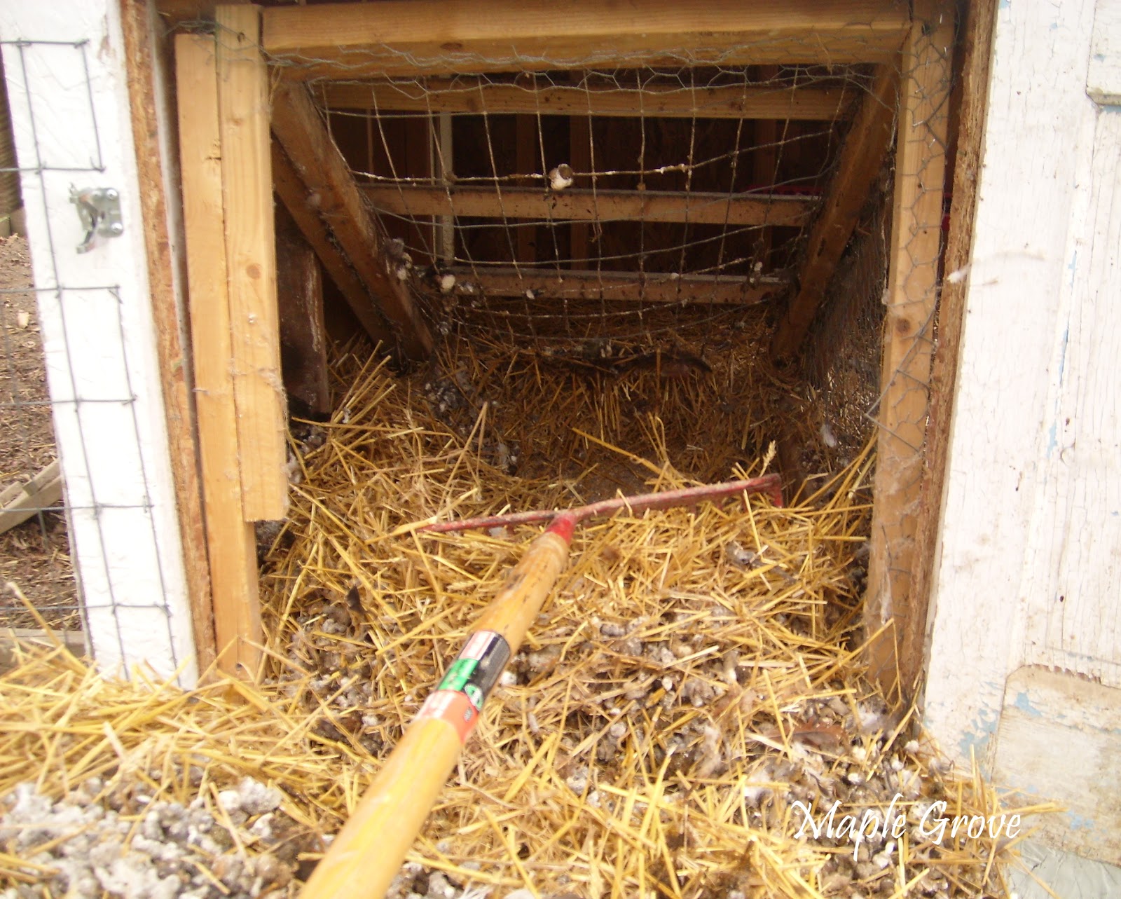 Maple Grove Cleaning the Hen House
