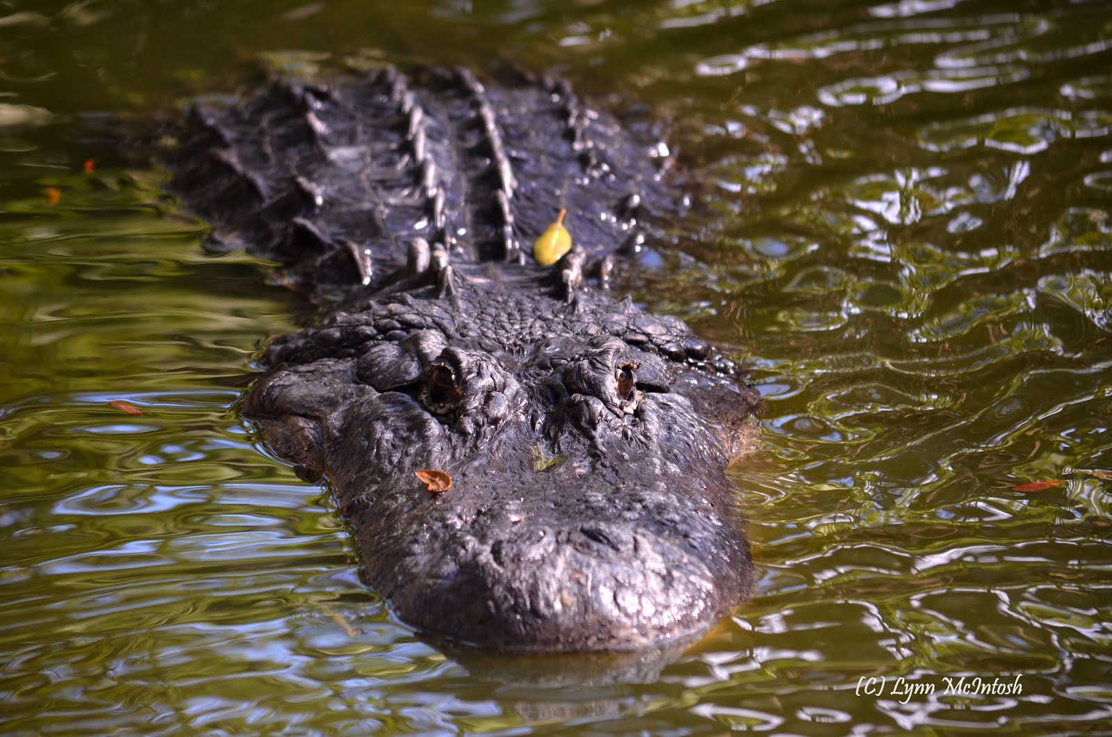 Alligator   (across street in lake)