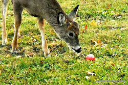 Apple of Fawn's Eye