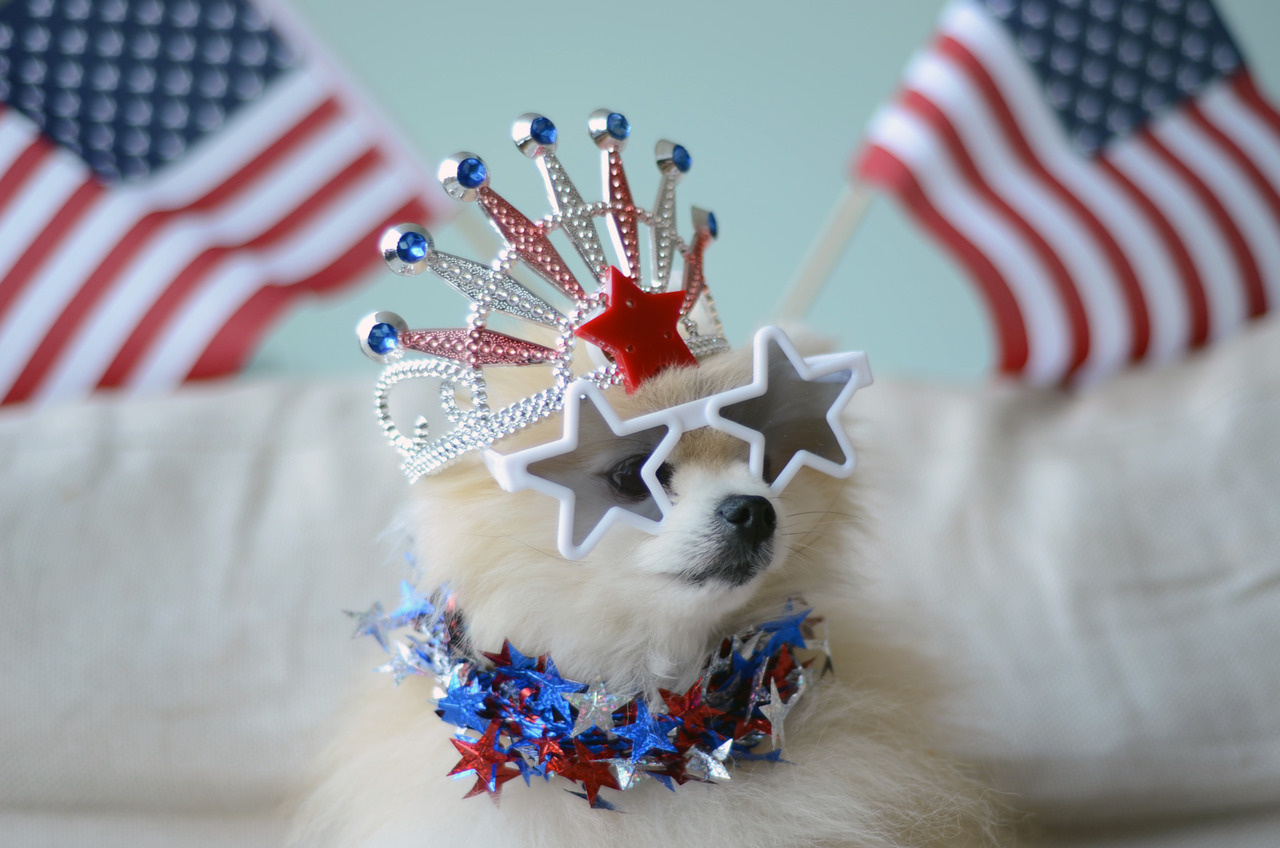Greatest Animal Lover: 4th of July Fun