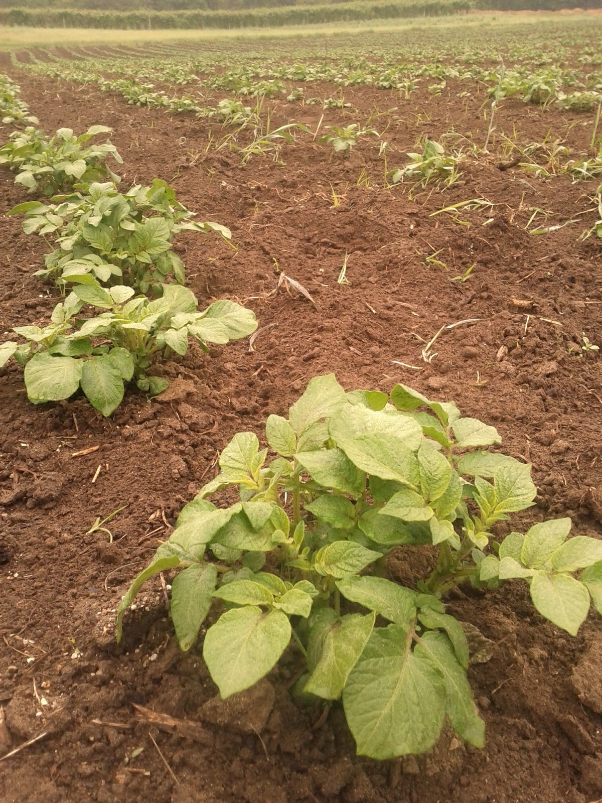 dandelions and potatoes alli s garden dandelions and potatoes alli s garden