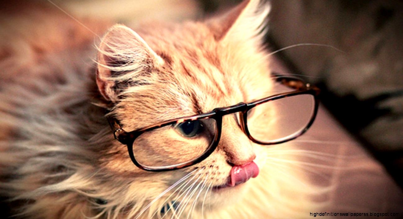 Tumblr Cute Cat Desktop Wallpaper Tumblr Cute Cat Desktop Wallpaper