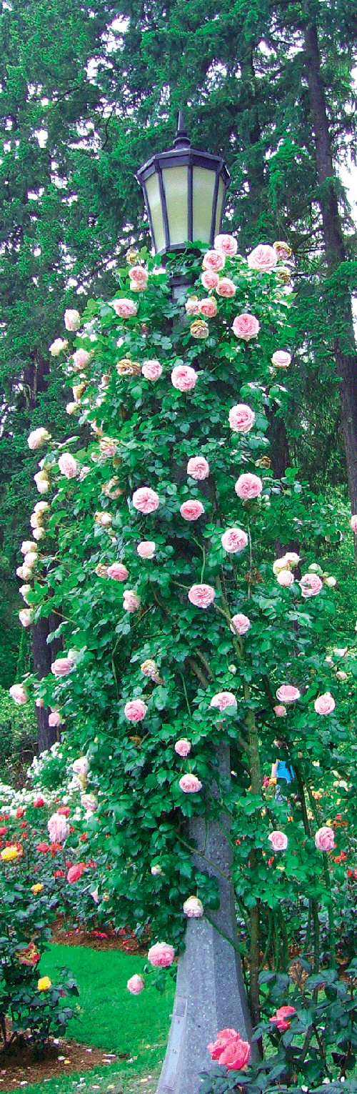 Hardiest Climbing Rose at Nancy Kenner blog