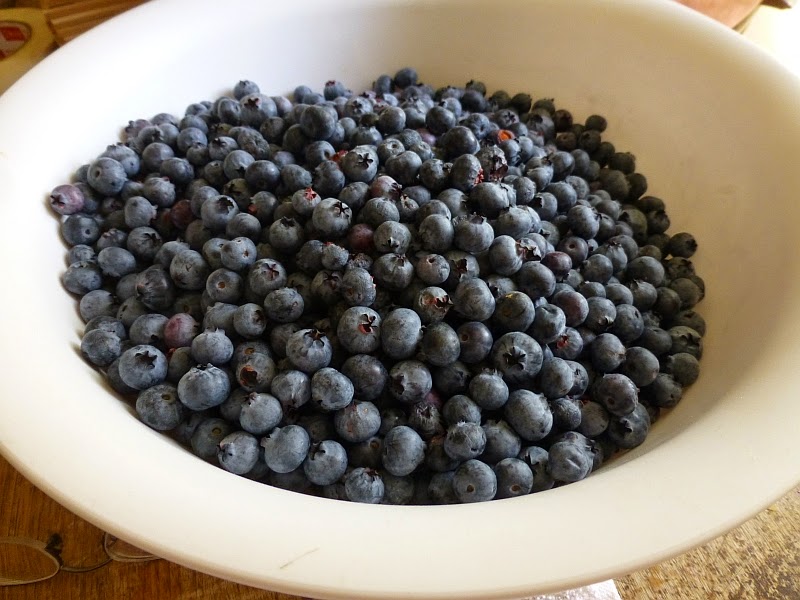 Rural Revolution Canning blueberries