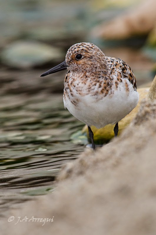 Correlimos tridactilo, Calidris alba, Sanderling Correlimos tridactilo, Calidris alba, Sanderling