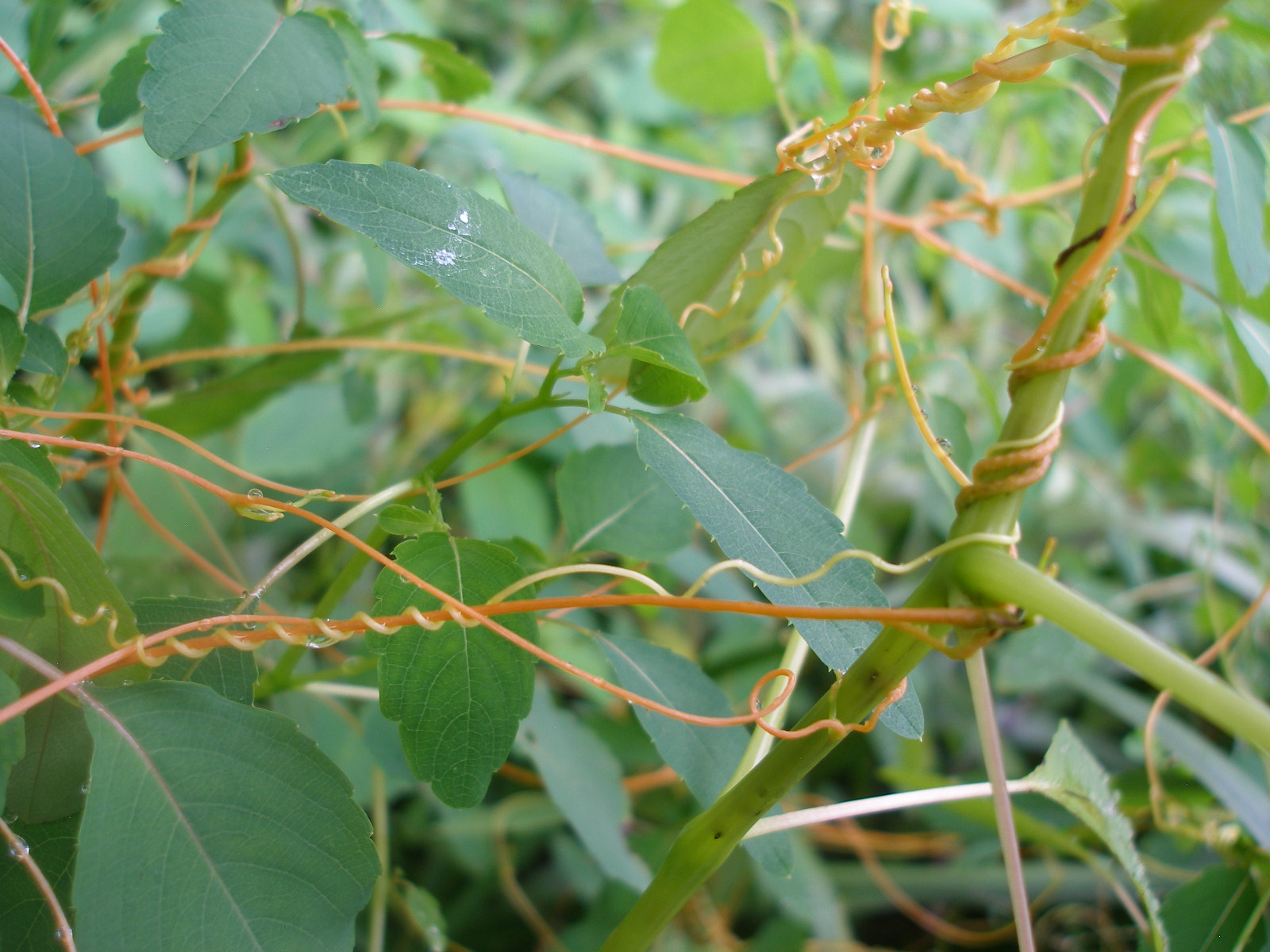 Dodder Vine