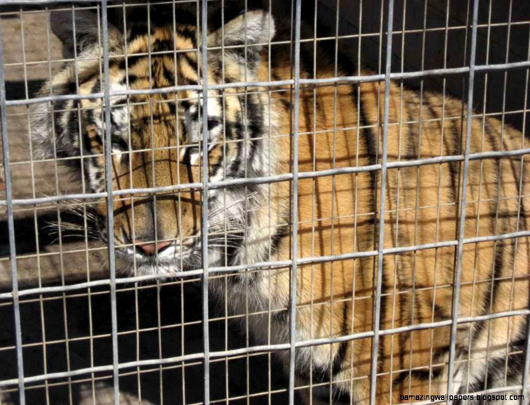 We Need to Rethink Our Relationship with Animals Starting with We Need to Rethink Our Relationship with Animals Starting with