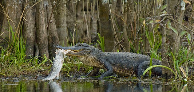 Tham quan vườn quốc gia Everglades