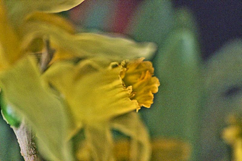 [Image: daffodill6SM.jpg]
