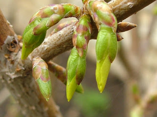 Forsythia buds Spring in Bulgaria