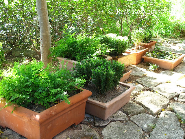 ROCK ROSE: WHAT IS A GARDEN WITHOUT ITS POTS