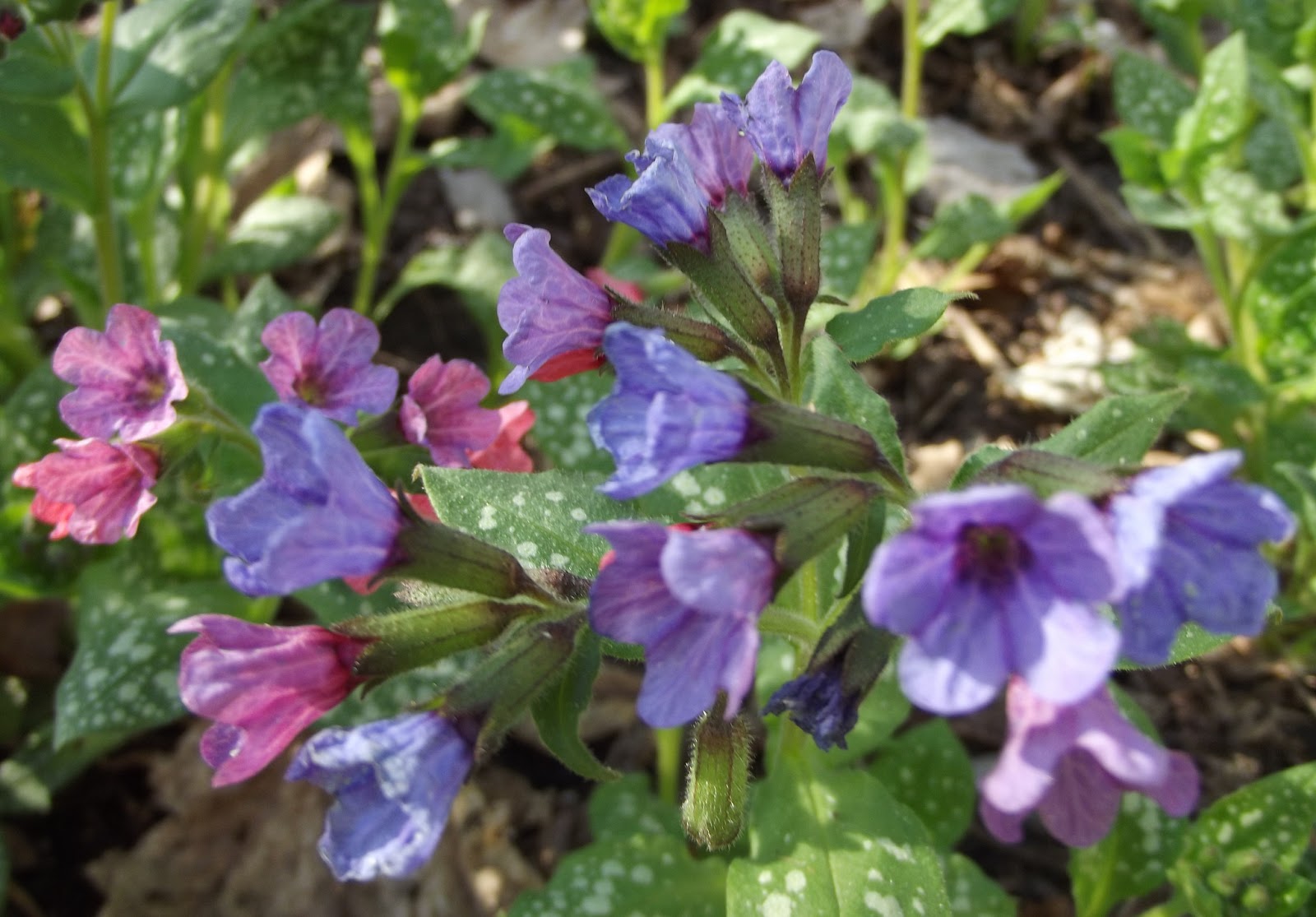 In The Garden: Blue Purple Pink - Multi-coloured flowers
