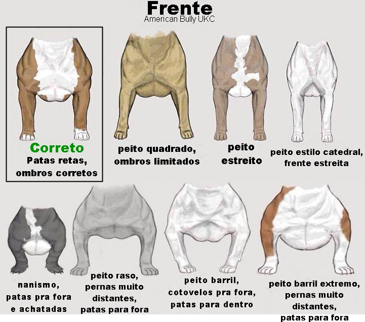 Blog do Pit Bull Especial American Bully Padrão oficial UKC