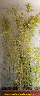 tipo de bambú Phyllostachys aurea