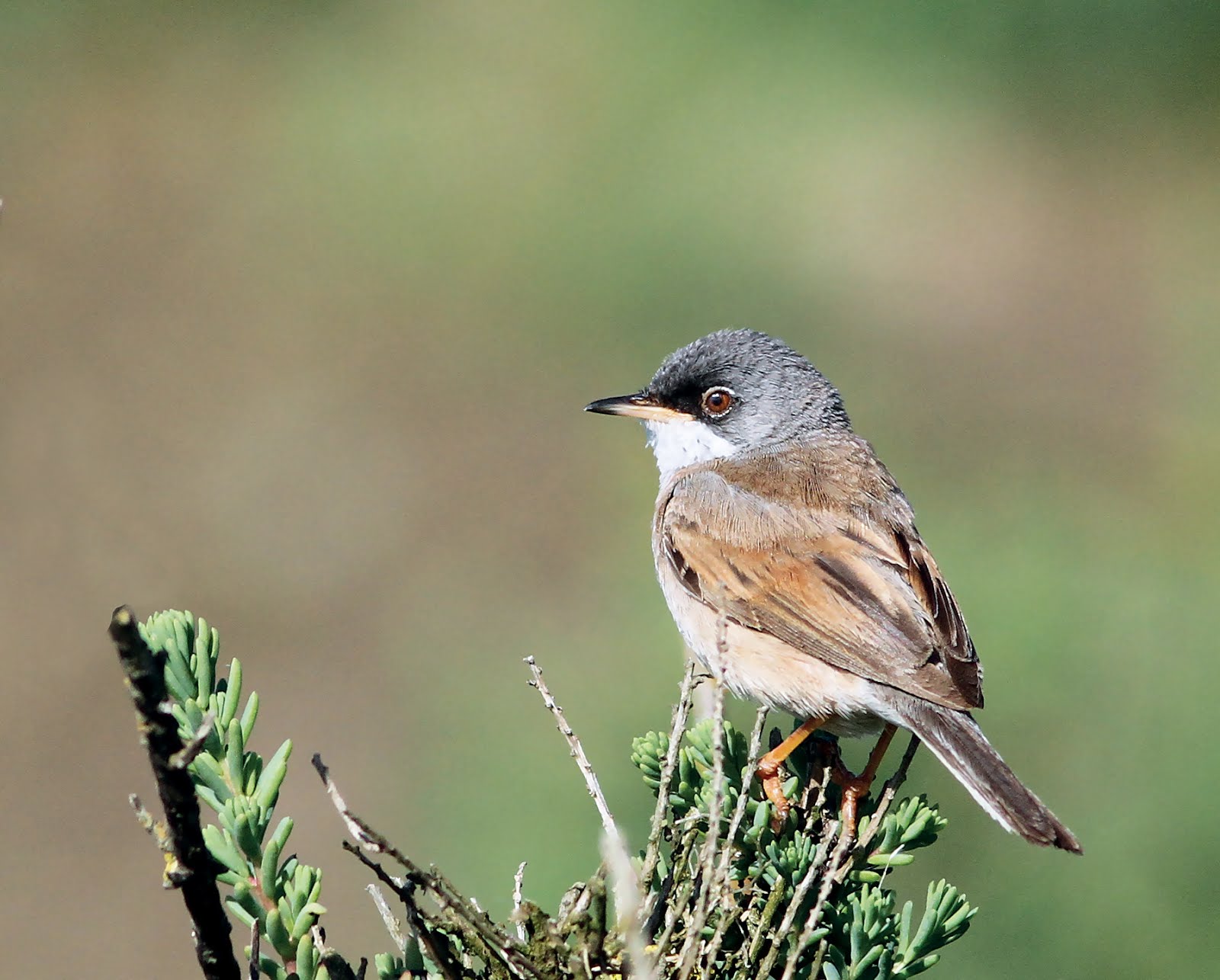 SPECTACLED WARBLER