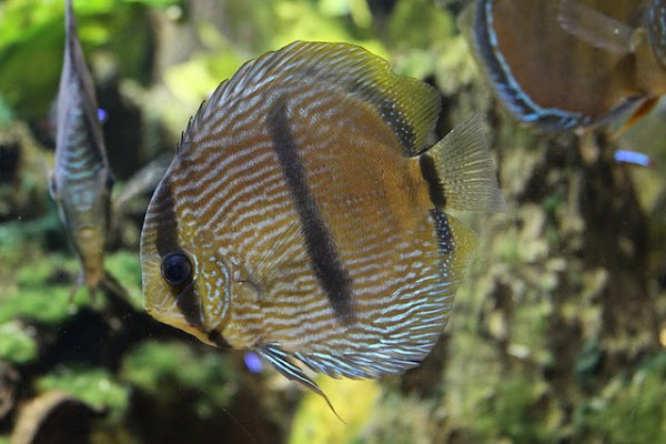 Pictures of Heckel Discus Fish