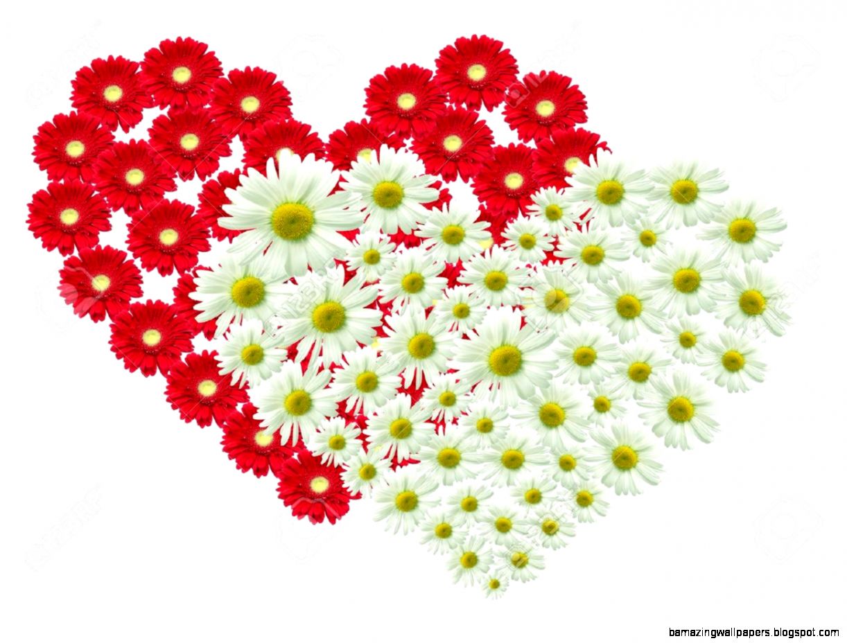 2 Big Heart Made Of Red And White Flowers Stock Photo Picture And 2 Big Heart Made Of Red And White Flowers Stock Photo Picture And