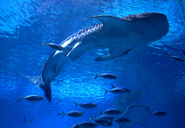 wanderlust ATLANTA Dragon Con Night at Aquarium