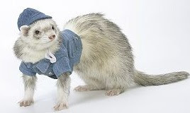 Funny Ferrets Dressed Up