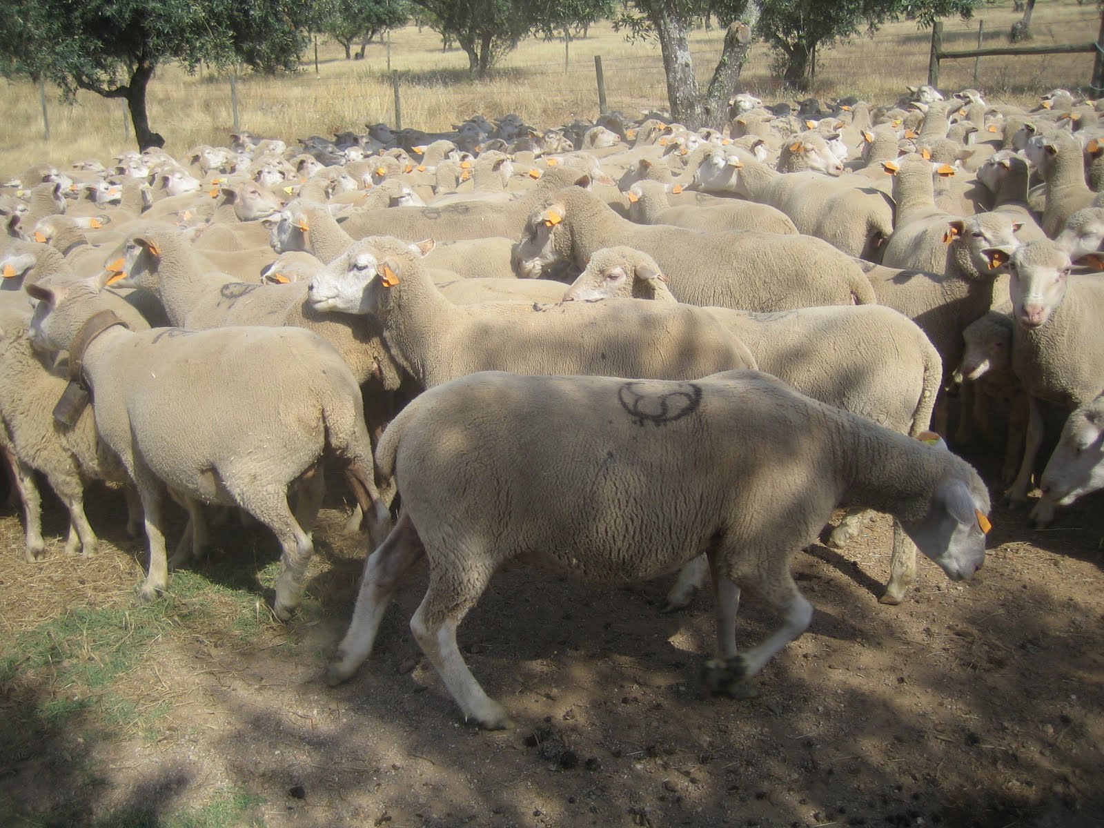 Olhapim Um borrego chamado VACA