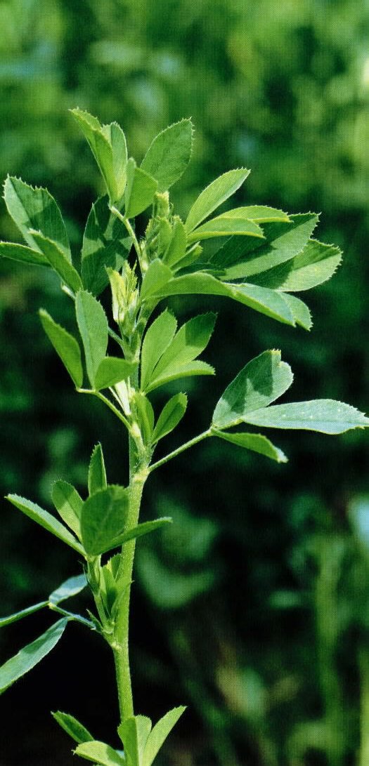 Managing Plant Nutrients Fueling the Growth of Alfalfa