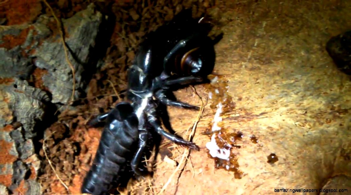 Black Camel Spider Update and Feeding YouTube Black Camel Spider Update and Feeding YouTube