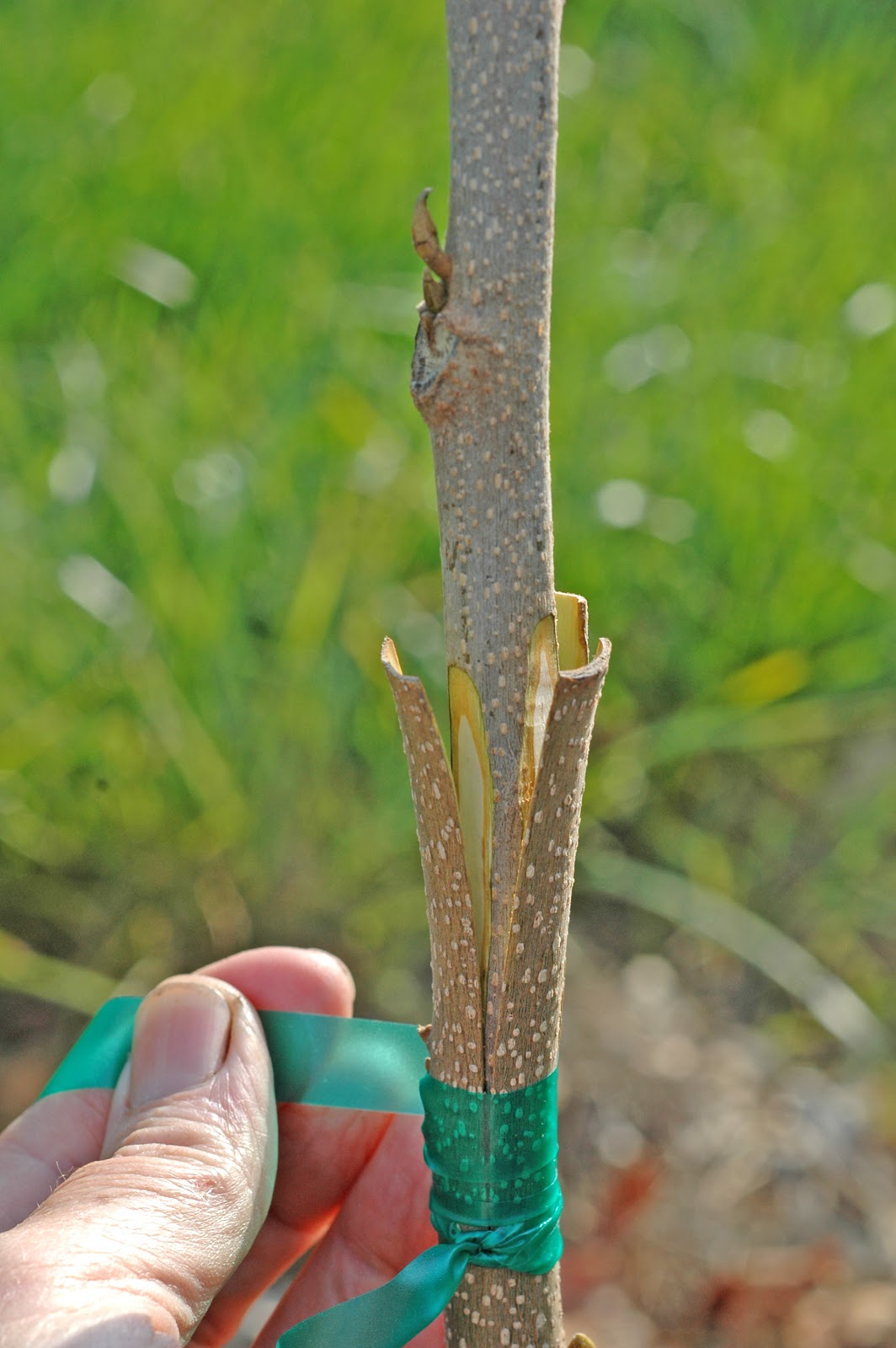 Northern Pecans 3flap grafting pecan trees