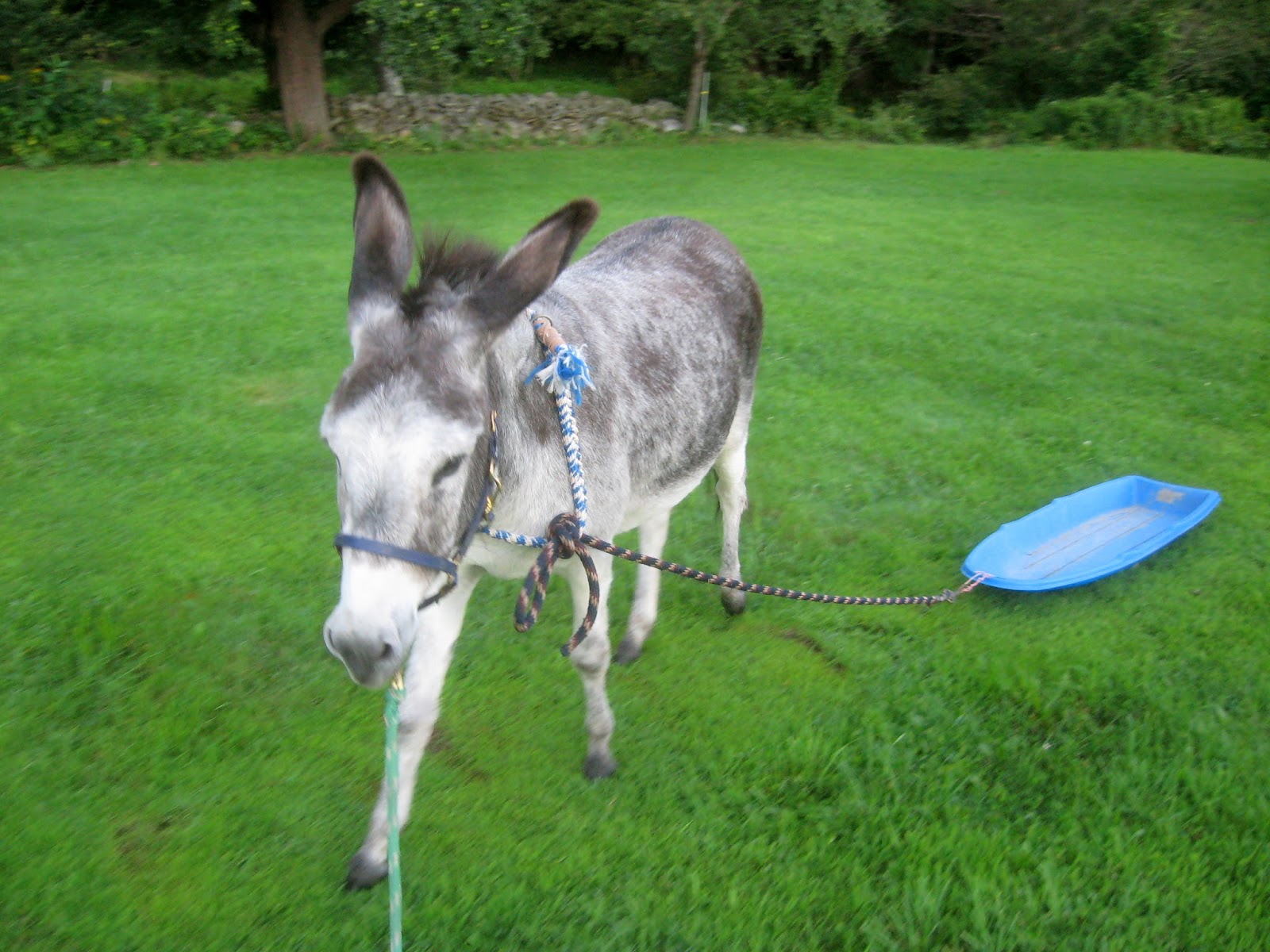 The Dancing Donkey Driving Practice