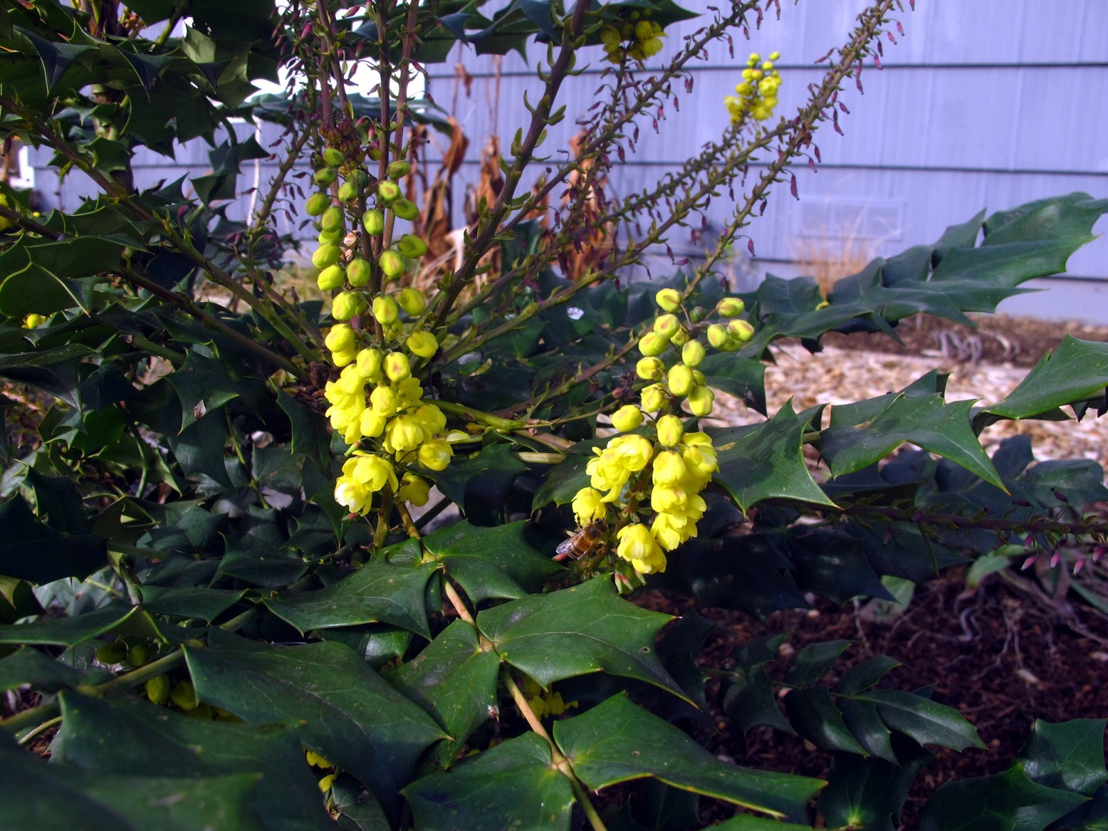 I M In The Garden Today Fragrant Sarcococca