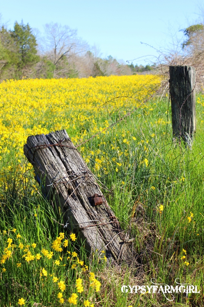 GypsyFarmGirl Daffodil Hill