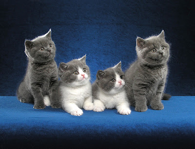 Cat Chit Chat Bicolor British Shorthair