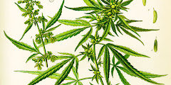 Ganja Aceh untuk Medis, Halalkah?